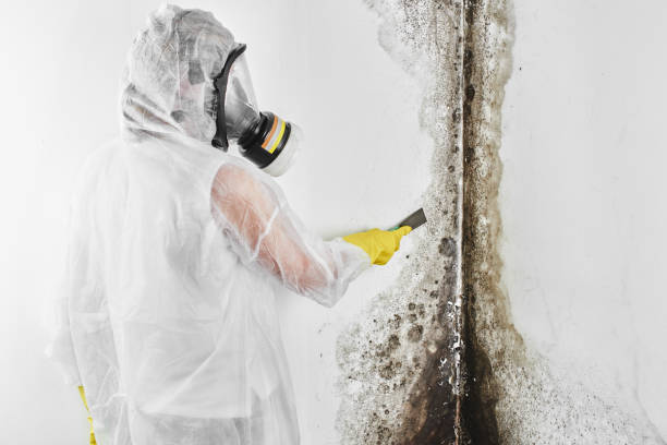 Best Industrial Mold Remediation  in Knob Noster, MO